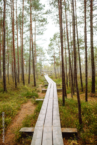 Modern wooden walking path through the thicket of the forest, wetlands, close-up. Idyllic rural scene. Environmental protection. Concept of nature.