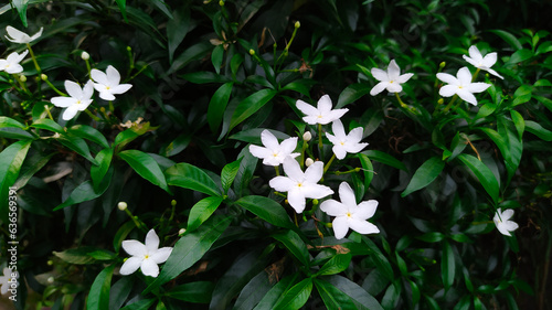 White flower blooming on green leaves nature background. Beautiful jasmine. Jasminum grandiflorum (science name).