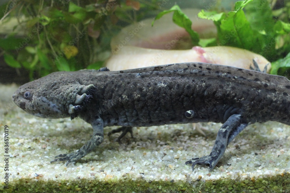 Unsere Axolotl im Aquarium Unsere Axolotl im Aquarium