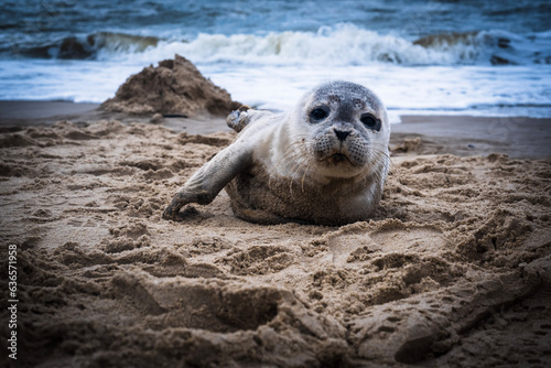 seal on the beach