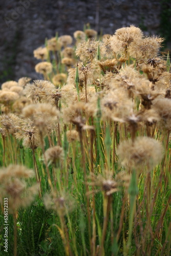 fleurs de salsifis en été