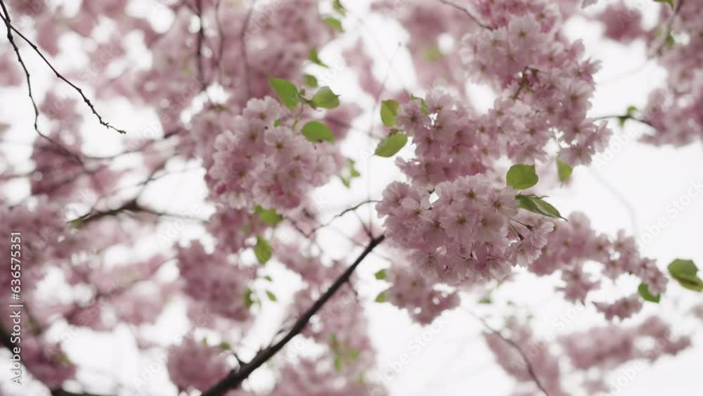 Slow motion handheld shot of cherry blossom Slow motion handheld shot of cherry blossom