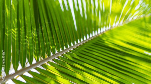 Beautiful bright palm leaf closeup for texture or background. Amazing nature macro. Tropical palm leaves  floral pattern. Fresh green natural pattern. Relaxing peaceful tropical lush foliage wallpaper