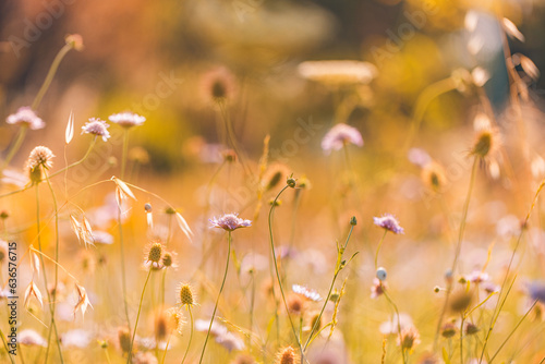 Abstract soft focus sunset field landscape of white yellow flowers grass meadow warm golden hour. Tranquil spring summer nature closeup and blurred forest background. Idyllic relaxing nature