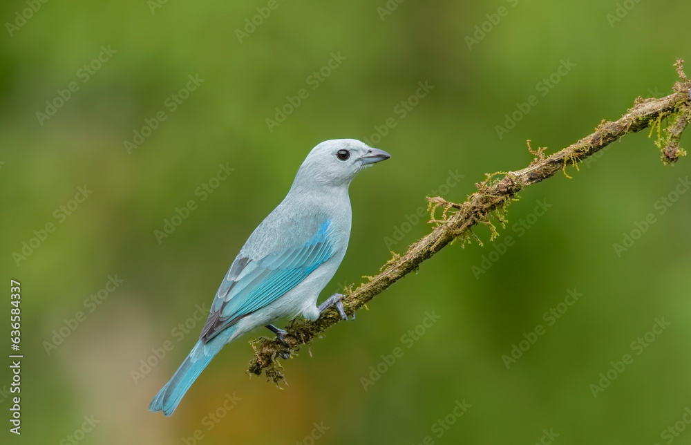 The blue-gray tanager is a medium-sized South American songbird of the tanager family Thraupidae.