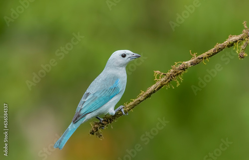 The blue-gray tanager is a medium-sized South American songbird of the tanager family Thraupidae.
