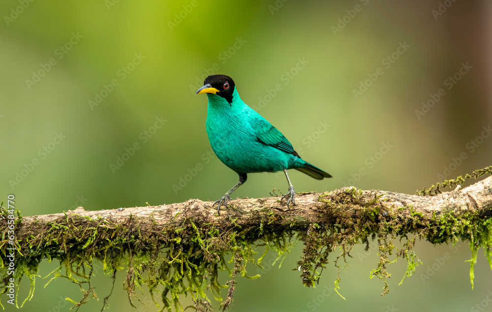 Obraz premium The green wasp is a small bird from the tanager family. It is found in the tropical New World from southern Mexico to Brazil and Trinidad. It is the only member of the genus Chlorophanes.