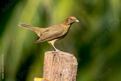 The clay-colored thrush is a common Central American bird of the thrush family. Known as the Yigüirro, it is the national bird of Costa Rica. Other common names include clay-colored robin. photo