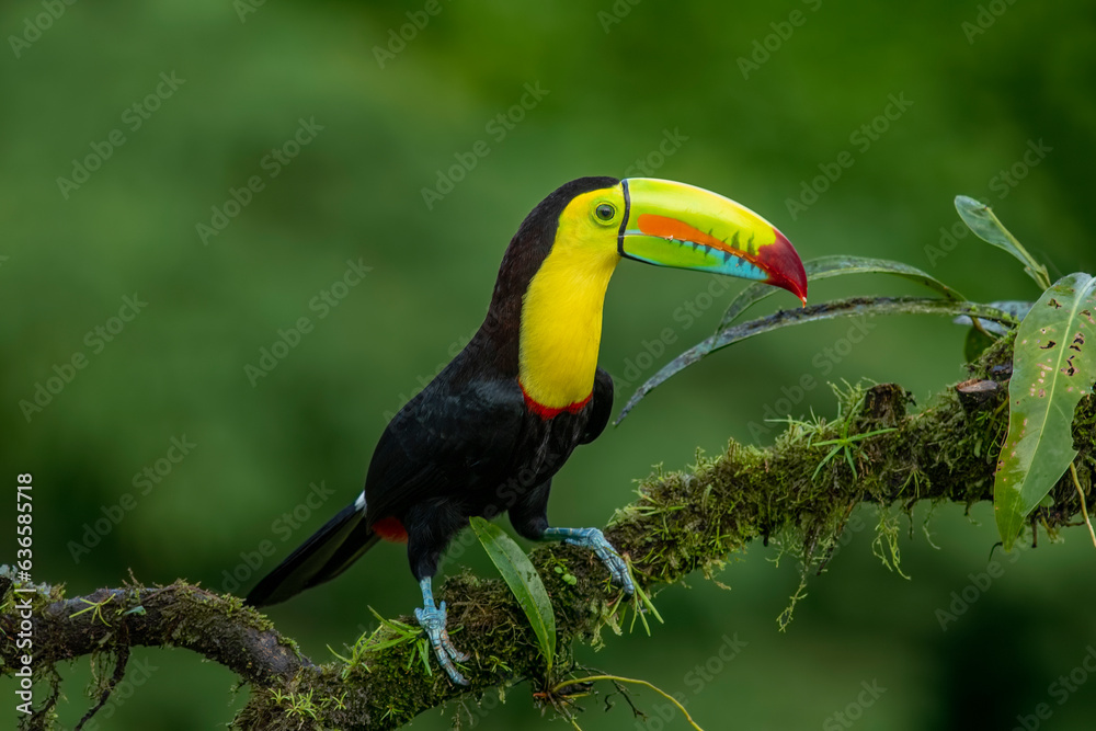 Fototapeta premium The chestnut-jawed toucan or Swainson's toucan is a subspecies of the yellow-throated toucan that breeds from eastern Honduras to northern Colombia and western Ecuador.
