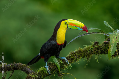 The chestnut-jawed toucan or Swainson's toucan is a subspecies of the yellow-throated toucan that breeds from eastern Honduras to northern Colombia and western Ecuador. photo