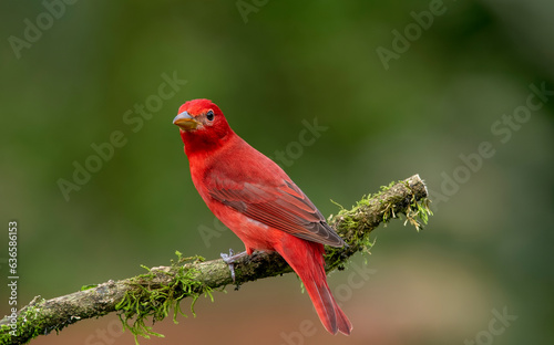 Summer tanger. The summer tanager is a medium-sized American songbird.