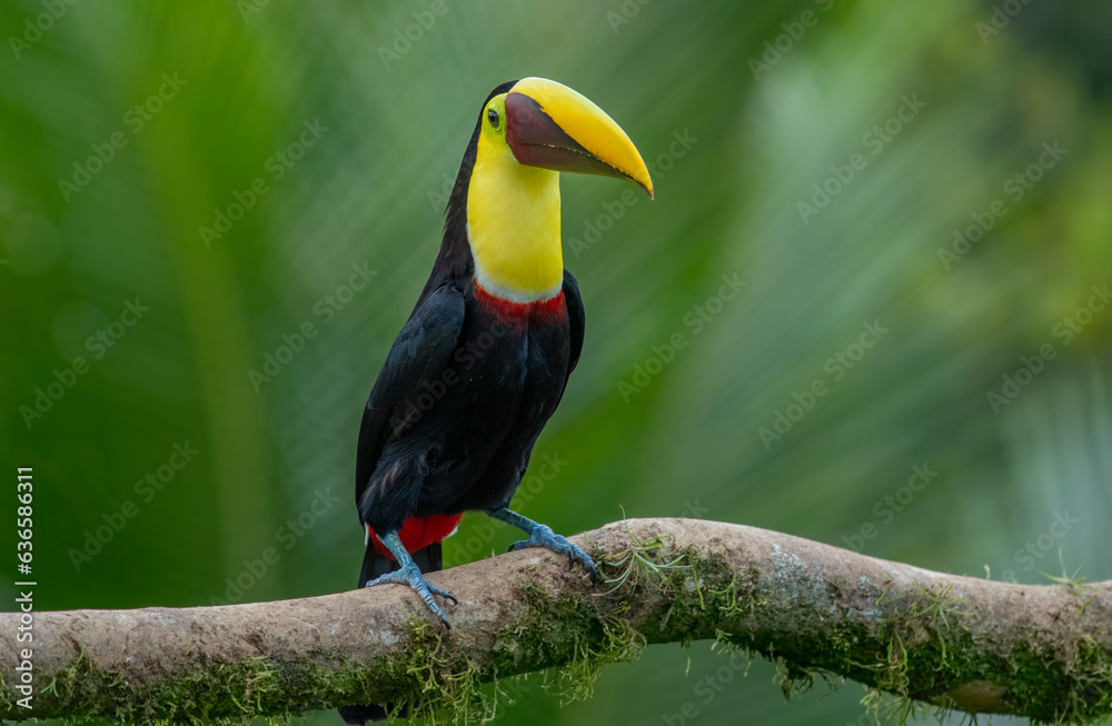 Fototapeta premium The chestnut-jawed toucan or Swainson's toucan is a subspecies of the yellow-throated toucan that breeds from eastern Honduras to northern Colombia and western Ecuador.