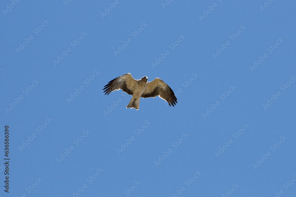 Aguila culebrera (Circaetus gallicus) suspendida en el cielo buscando presas para comen en el cielo azul de la Sierra de Mariola, Alcoy, España