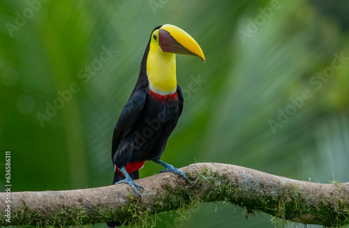 The chestnut-jawed toucan or Swainson's toucan is a subspecies of the yellow-throated toucan that breeds from eastern Honduras to northern Colombia and western Ecuador. © mylasa