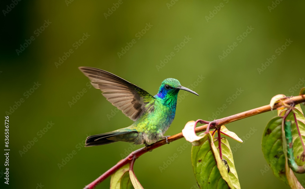 (Colibri thalassinus) A bird species with green violet-eared hummingbird family. (Colibri thalassinus) A bird species with green violet-eared hummingbird family.