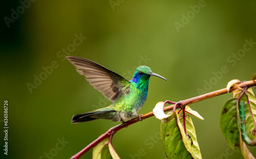 (Colibri thalassinus) A bird species with green violet-eared hummingbird family. © mylasa