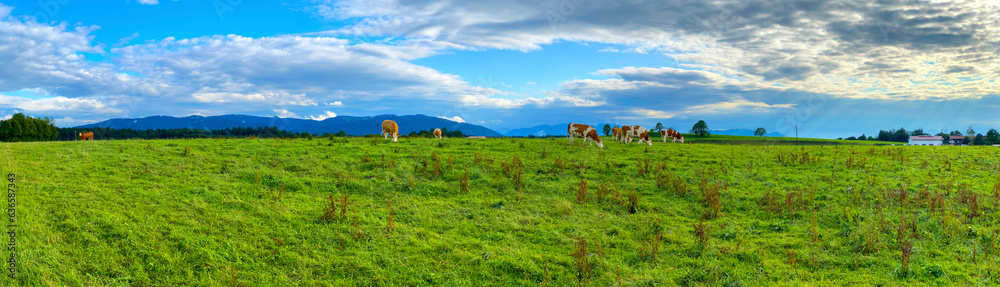 Obraz premium Kuhweide_Bayern_4420