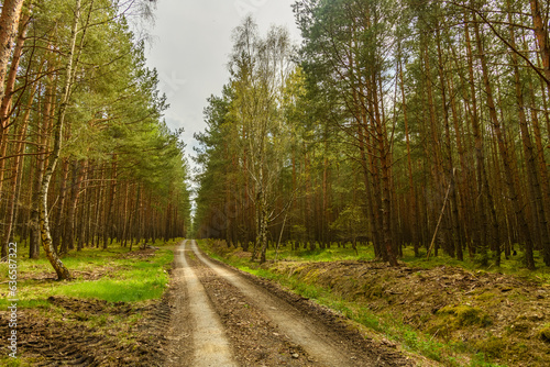 dirt road in a pine forest