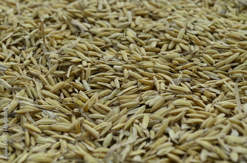 Unhulled rice seeds are dried in the sun to dry and processed into rice and ready to be cooked into rice for consumption