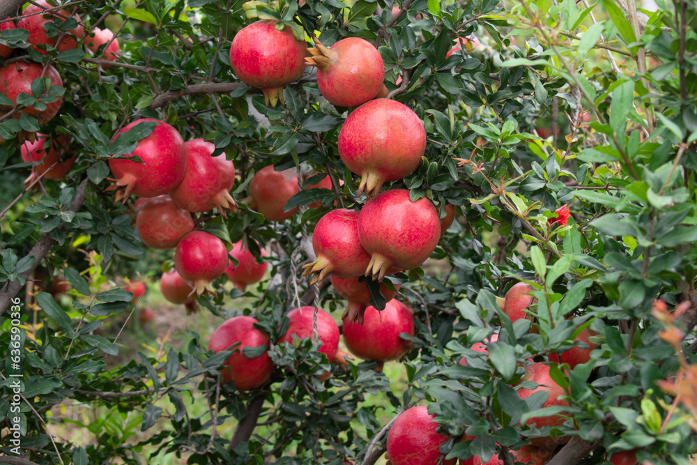 Ripe pomegranate fruits hanging on a tree branch in the garden, Sunset light