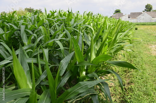 Corn plants grow lush green in tropical Indonesia, this corn plant is 2 months old