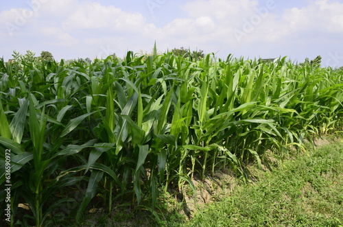 Corn plants grow lush green in tropical Indonesia, this corn plant is 2 months old