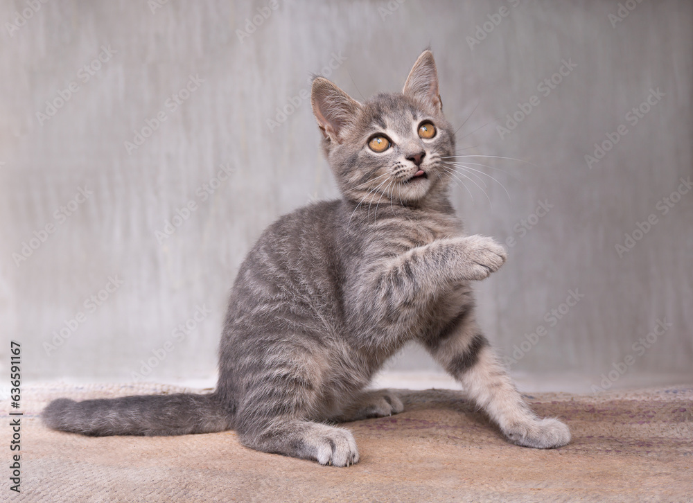 A gray kitten sits on a light gray background. Beautiful gray kitten with yellow eyes. Beautiful gray kitten with stripes. The gray kitten raised his paw. Gray background