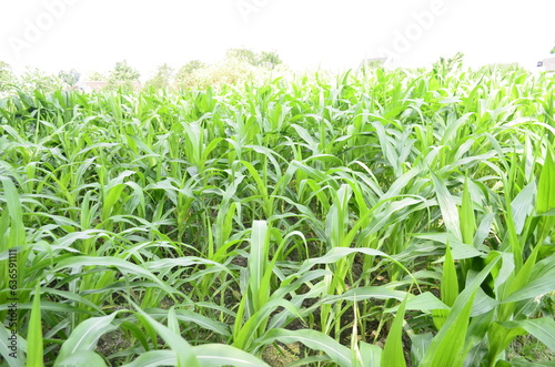 Corn plants grow lush green in tropical Indonesia  this corn plant is 2 months old