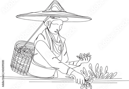 One-Line Drawing: Assamese Woman in Traditional Hat Gathering Tea Leaves in Assam's Tea Plantation, The girl collects tea leaves in a basket, Tea Harvest Tradition