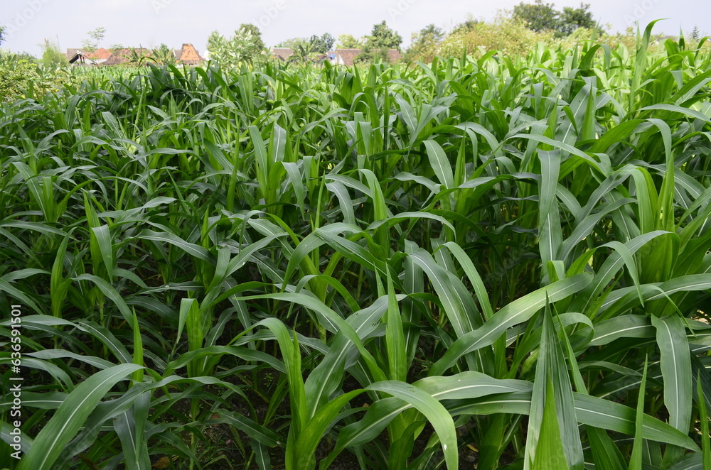 Corn plants grow lush green in tropical Indonesia, this corn plant is 2 months old Corn plants grow lush green in tropical Indonesia, this corn plant is 2 months old