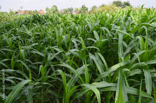 Corn plants grow lush green in tropical Indonesia, this corn plant is 2 months old