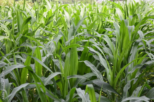 Corn plants grow lush green in tropical Indonesia, this corn plant is 2 months old