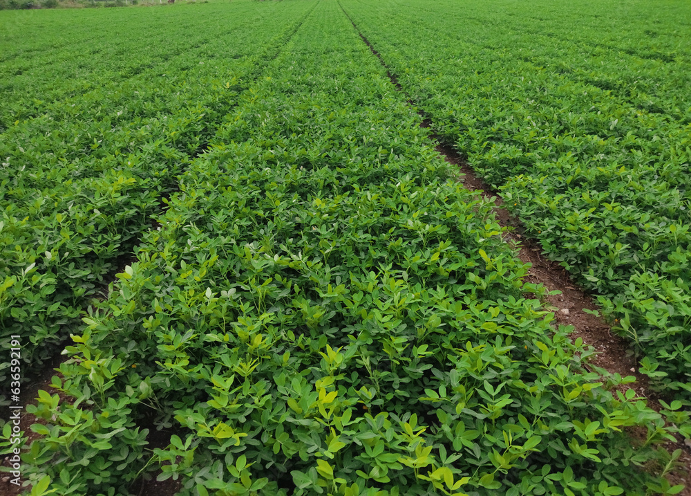 peanuts farm, Organic Farm Land Crops In India multiple layers of mountains add to this organic and fertile farm land in India, Peanut Field, Peanut tree, Peanut plantation fields