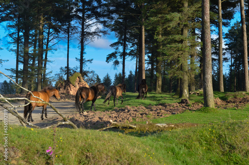 horses in the woods
