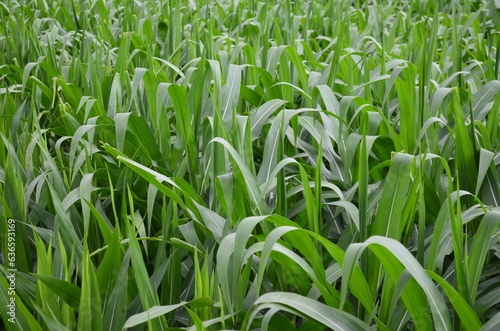 Corn plants grow lush green in tropical Indonesia, this corn plant is 2 months old