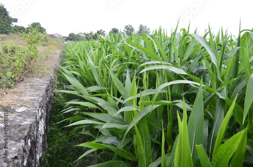 Corn plants grow lush green in tropical Indonesia, this corn plant is 2 months old