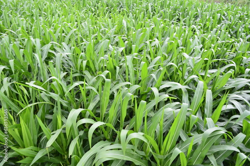Corn plants grow lush green in tropical Indonesia  this corn plant is 2 months old