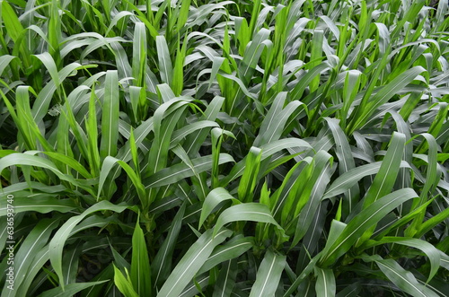 Corn plants grow lush green in tropical Indonesia, this corn plant is 2 months old