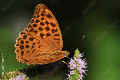 Colorful butterfly on mint flower