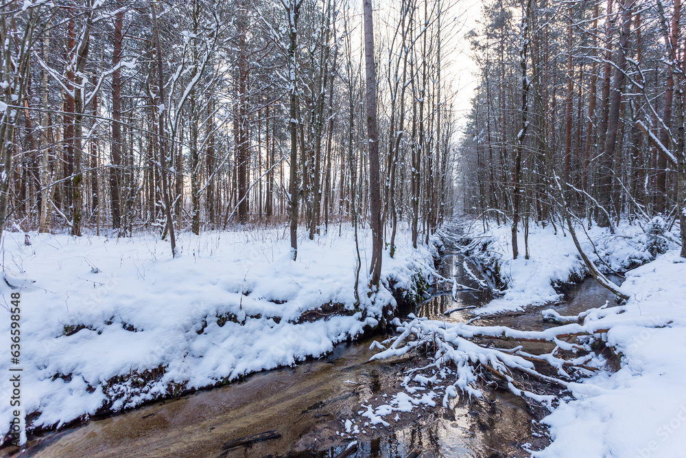 Fototapeta premium Frozen stream in winter forest