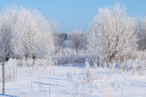 Winter tree in a field with blue sky © romantsubin