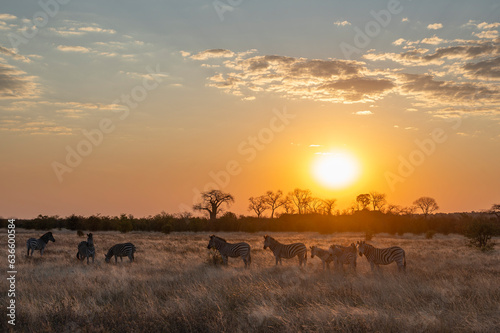 Zèbre dans le delta de l'Okavango au couché de soleil. photo