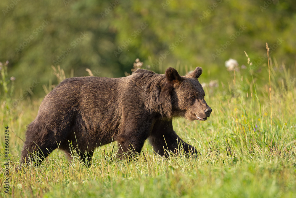 Niedźwiedź brunatny (Ursus arctos) Niedźwiedź brunatny (Ursus arctos)