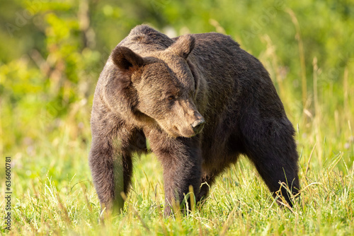 Niedźwiedź brunatny (Ursus arctos)