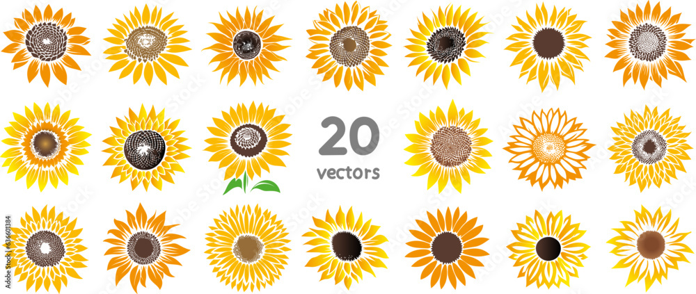 ripe sunflower flower collection of vector images of colored simple silhouettes