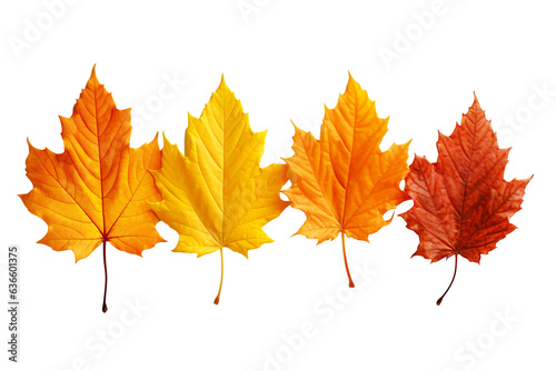 autumn colored fall leaves isolated on white background with copy space PNG