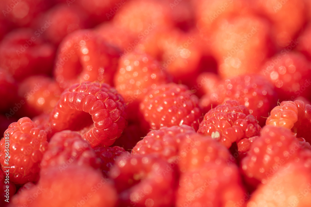 Raspberry - red fresh berryes background Raspberry - red fresh berryes background