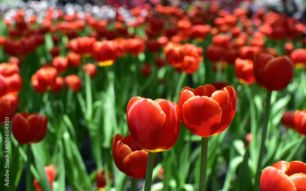 Tulips. In the flower garden, multi-colored tulips are blooming. Tulips. In the flower garden, multi-colored tulips are blooming.