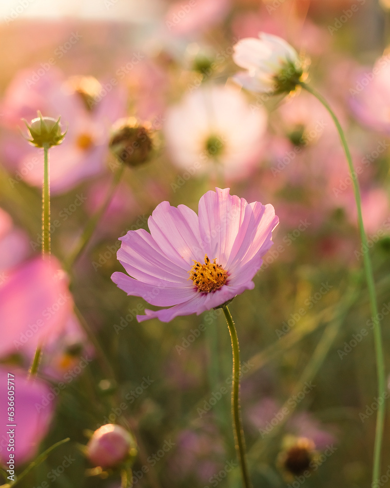 Beautiful field of pink cosmos flower in sunset light. Scenic flower field landscape. Beautiful field of pink cosmos flower in sunset light. Scenic flower field landscape.