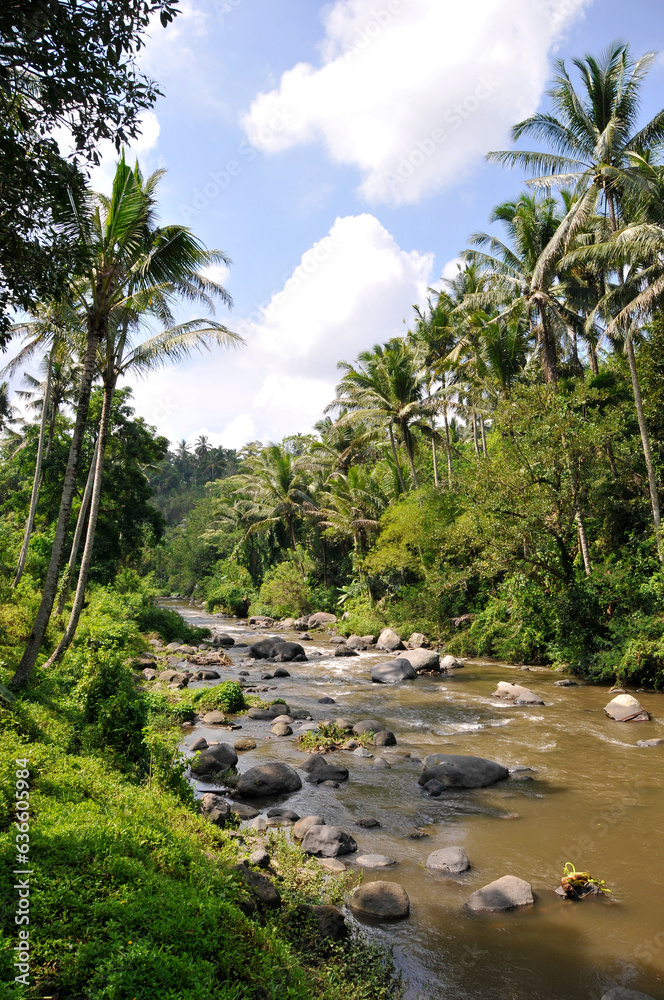 A river flowing through the jungle of Ubud in Bali, Indonesia